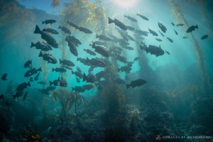 Pt.Lobos.ZenFish.small